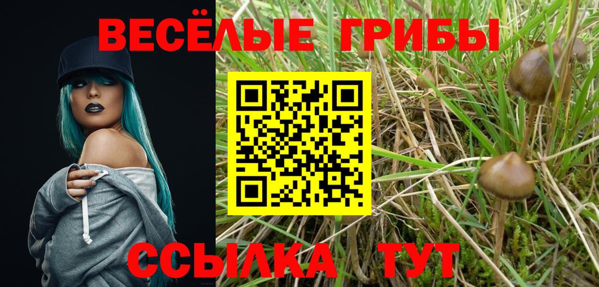 Псилоцибиновые грибы Cubensis  Вход с VPN  Северск 